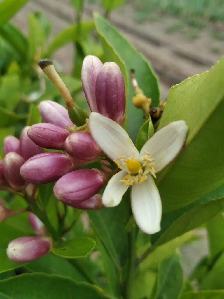 flor de limon